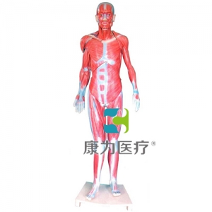 “康為醫療”全身肌肉解剖模型(自然大)