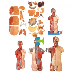 “康為醫療”男、女兩性互換肌肉內臟背部開放式頭頸軀干模型