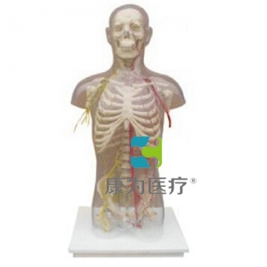 “康為醫療”男性軀干骨附主要動脈和神經分布