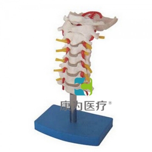 “康為醫療”頸椎帶頸動脈、后枕骨、椎間盤與神經模型