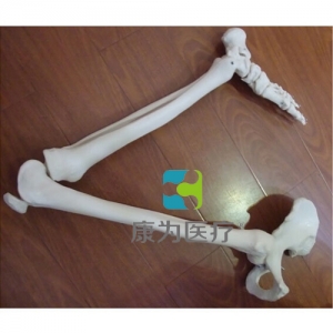 “康為醫療”下肢骨連髖骨模型