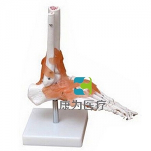 “康為醫療”功能型腳關節模型
