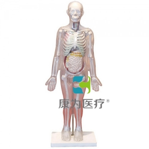 “康為醫療”人體體表、人體骨骼與內臟關系模型