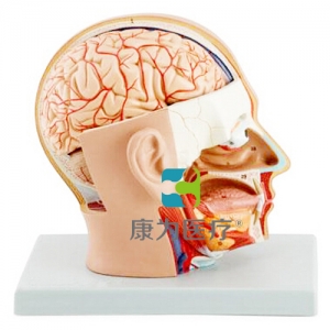 “康為醫療”頭部解剖模型，自然大，4部件