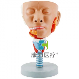 “康為醫療”頭示咽肌模型