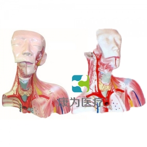 “康為醫療”顱腔及頭頸胸局部解剖模型