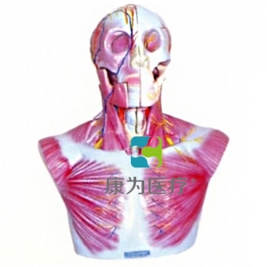 “康為醫療”頭部、頸部層次解剖模型