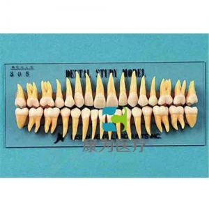 “康為醫療”復制恒牙模型（B3-305）