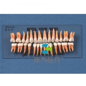 “康為醫療”復制恒牙模型（B2-306）