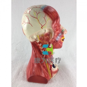 “康為醫療”頭頸部深層解剖模型