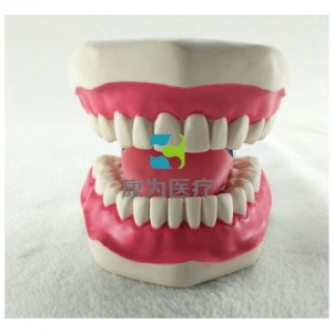 “康為醫療”口腔清潔操作模型(帶舌),牙護理保健模型（放大五倍）