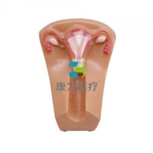 “康為醫療”女性宮內節育器示教模型,女性盆腔器官模型