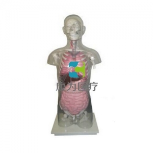 “康為醫療”頭頸軀干骨、骨盆與內臟關系附透明軀殼模型