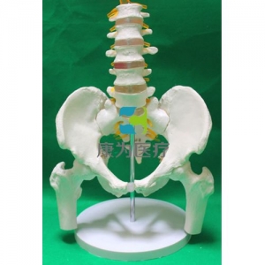 “康為醫療”5節腰椎帶骨盆腿骨模型