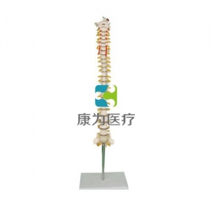 “康為醫療”枕骨脊椎和脊神經解剖模型
