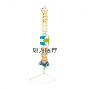 “康為醫療”彩色枕骨脊椎和脊神經解剖