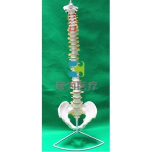 “康為醫療”彎曲脊椎帶骨盆模型