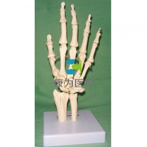“康為醫療”右手關節模型