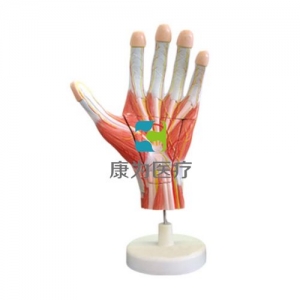 “康為醫療”手解剖放大模型