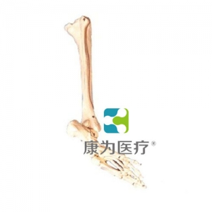“康為醫療”足骨、腓骨與脛骨模型