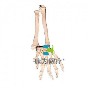 “康為醫療”手臂骨帶尺骨及橈骨模型