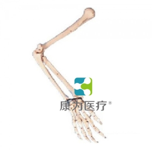 “康為醫療”手臂骨模型