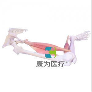 “康為醫療”下肢肌肉定點、動點、動態模型