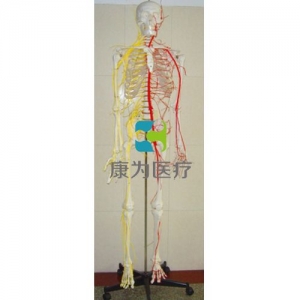 “康為醫療”成人骨骼附神經血管模型