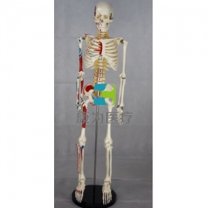 “康為醫療”85CM人體骨骼帶神經椎間盤附半身肌肉起止點模型