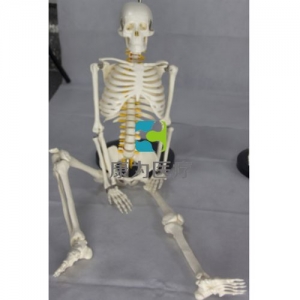 “康為醫療”85cm人體骨骼帶脊神經模型