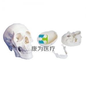 “康為醫療”三部分頭顱骨模型
