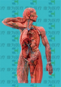 GPI醫學人體肌肉硅膠模型（軟硬結合）