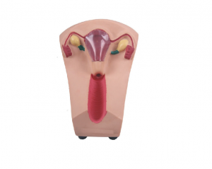 女性盆腔器官模型