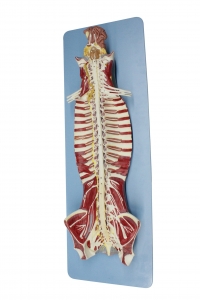 椎管內部脊髓神經模型