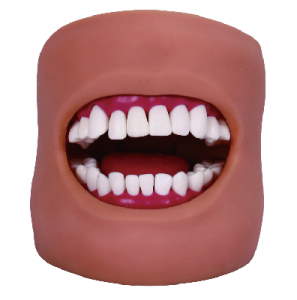 正常大小口腔護理操作模型（帶舌、頰部）