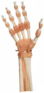 手部及指間關節功能模型