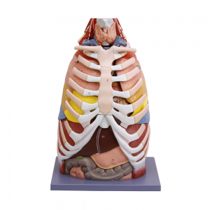 胸部解剖模型