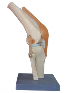 功能性膝關節模型