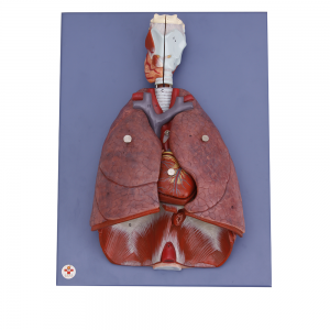 心、肺、膈肌及喉部模型
