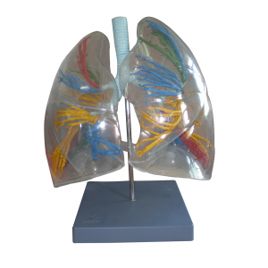 透明支氣管肺段示教模型