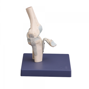 膝關節解剖模型