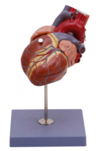 心臟（1.5倍）模型