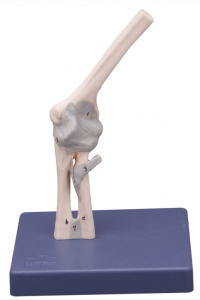 肘關節解剖模型