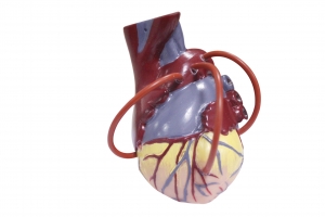 心臟搭橋及心臟解剖模型