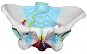 女性骨盆附盆底肌和神經模型