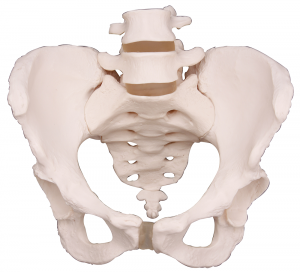 男性骨盆模型