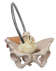 女性骨盆帶胎兒頭顱骨模型
