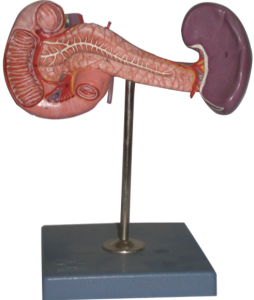 胰腺(附脾臟、十二指腸）模型