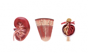 腎切面、腎單位、腎小球模型